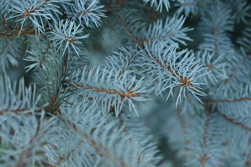 Naklejka na ściany i meble blue branches of a pine tree close-up, short needles of a coniferous tree close-up on a green background, texture of needles of a Christmas tree close-up, blue texture of pine branches