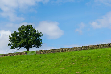 tree in the field