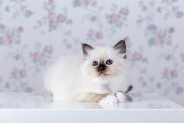 Sacred Birman kitten, birma on a light background