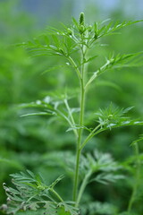 ragweed flowers close-up, green branches of ragweed, flowers that cause allergies, allergen, blooming ragweed, green ragweed branches close-up, texture of ragweed leaves