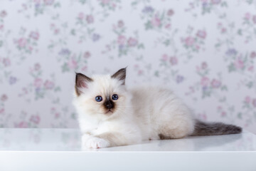 Sacred Birman kitten, birma on a light background