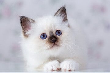 Sacred Birman kitten, birma on a light background