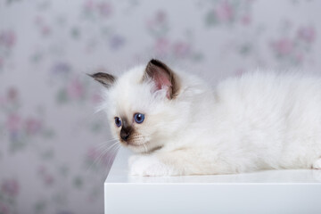 Sacred Birman kitten, birma on a light background