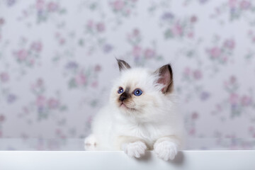 Sacred Birman kitten, birma on a light background
