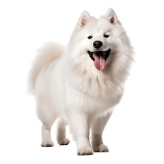 White samoyed pomerarian dog isolated