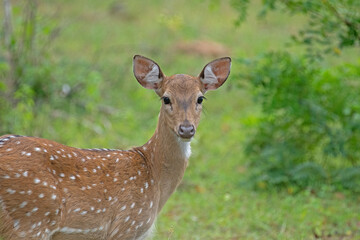 Naklejka na ściany i meble A close-up of a spotted deer's face, its brown fur with white spots and large dark eyes staring into the camera.