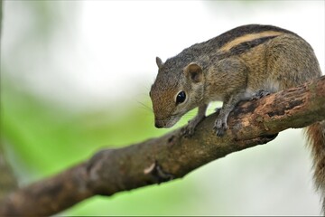 Brown stripped squirrel on a branch of a tree.