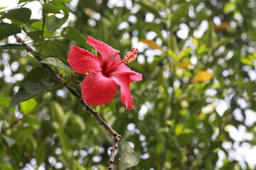 Romantic colorful beautiful hibiscus flower in nature, flower leaf and hibiscus flower in garden. Exotic tropical island nature garden, blooming hibiscus flower in blurred green landscape