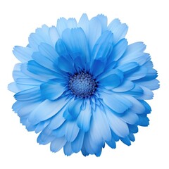 Fototapeta premium One Blue Fringed Daisy flower isolated on white background, top view. Floral flowers pattern.