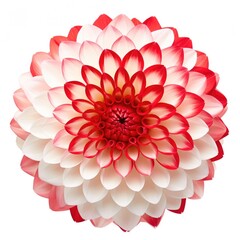 One Dahlia flower isolated on white background, top view. Floral flowers pattern.