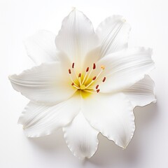 Fototapeta na wymiar One Lily flower isolated on white background, top view. Floral flowers pattern.