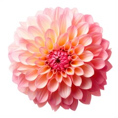 One Dahlia flower isolated on white background, top view. Floral flowers pattern.