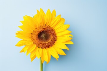 One Sunflower flower isolated on blue background, top view. Floral flowers pattern.
