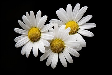 White Daisy or Chamomile flowers isolated on black background, top view