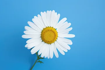 Gordijnen One white Daisy or Chamomile flower isolated on blue background, top view © DenisNata