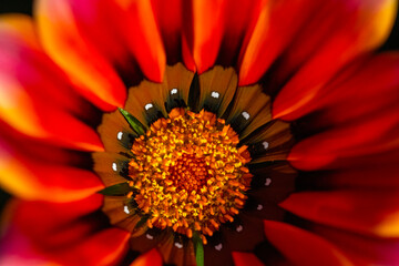 At the centre. A close up of a Namaqua gazania flower (Gazania lelopoda), private garden, Uniondale, Western Cape.