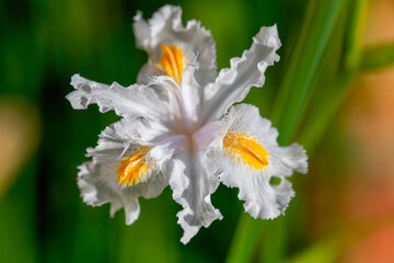 Fringed iris (Iris japonica). A close-up of a fringed iris also known as Shaga or butterfly flower....