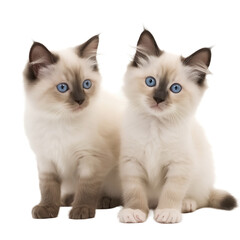 two ragdoll kittens isolated 