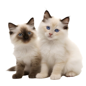 two ragdoll kittens isolated 