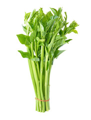 Obraz premium Malabar spinach or Ceylon spinach transparent png