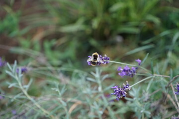 bumblebee on lavender