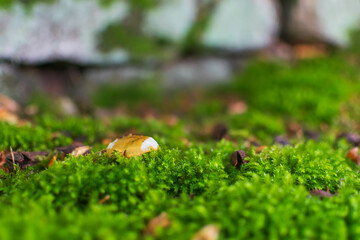 moss on the ground