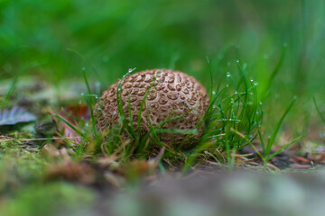 mushroom in the grass
