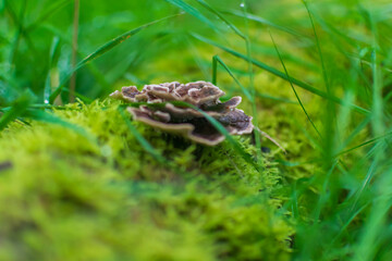 Mushroom in the forest