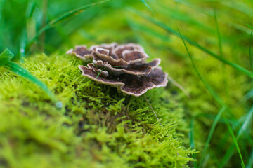 mushroom in the forest