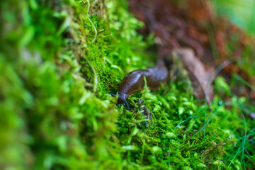 Naklejka na ściany i meble Slug on the moss