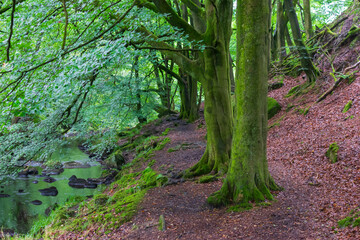 Obraz premium footpath in the woods