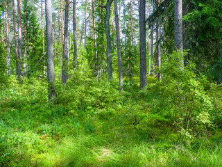 scenic nature in the Laheema national park near Tallinn, Estonia