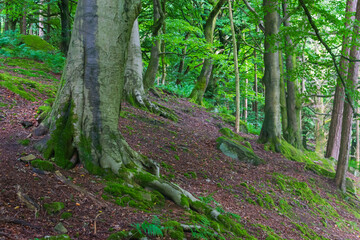 Obraz premium footpath in the forest