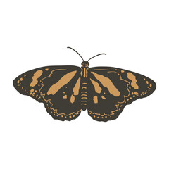 Butterfly with colorful wings, vector design for fashion and poster prints, sticker, bag, mug, hat. Vector illustration