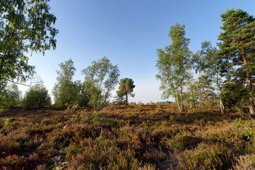 Fototapeta premium Coquibus heather land in Fontainebleau forest 