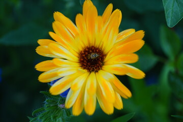 yellow flower in the garden