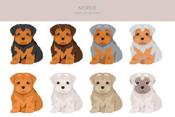 Morkie clipart. Maltese Yorkshire terrier mix. Different coat colors set