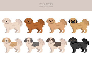 Peekapoo clipart. Pekingese Poodle mix. Different coat colors set.