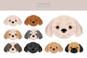 Peekapoo clipart. Pekingese Poodle mix. Different coat colors set.