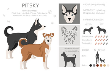 Pitsky clipart. Pit bull terrier Siberian Husky mix. Different coat colors set