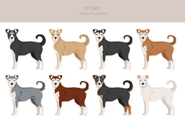 Pitsky clipart. Pit bull terrier Siberian Husky mix. Different coat colors set