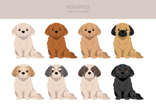 Peekapoo clipart. Pekingese Poodle mix. Different coat colors set.