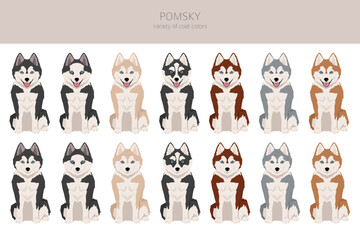 Pomsky clipart. Pomeranian Husky mix. Different coat colors set © a7880ss