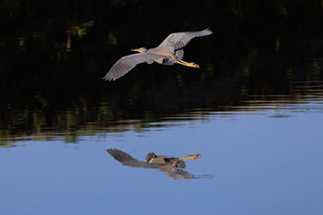Heron flying with reflection on water
