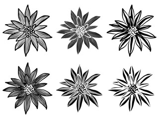 Vector illustration of bromeliads in black and white, positive and negative versions