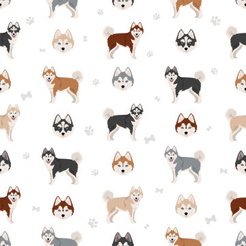 Pomsky seamless pattern. Pomeranian Husky mix. Different coat colors set
