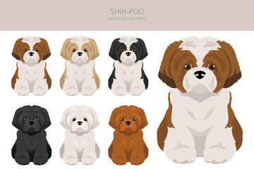 Shih-Poo clipart. Shih-Tzu  Poodle mix. Different coat colors set