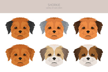 Shorkie clipart. Shih-Tzu  Yorkshire terrier mix. Different coat colors set