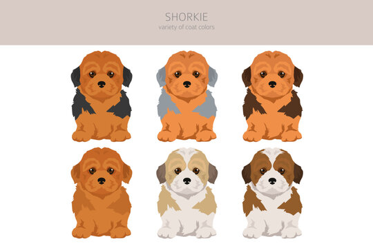 Shorkie clipart. Shih-Tzu  Yorkshire terrier mix. Different coat colors set