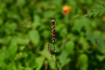 Pink blooms on a plant